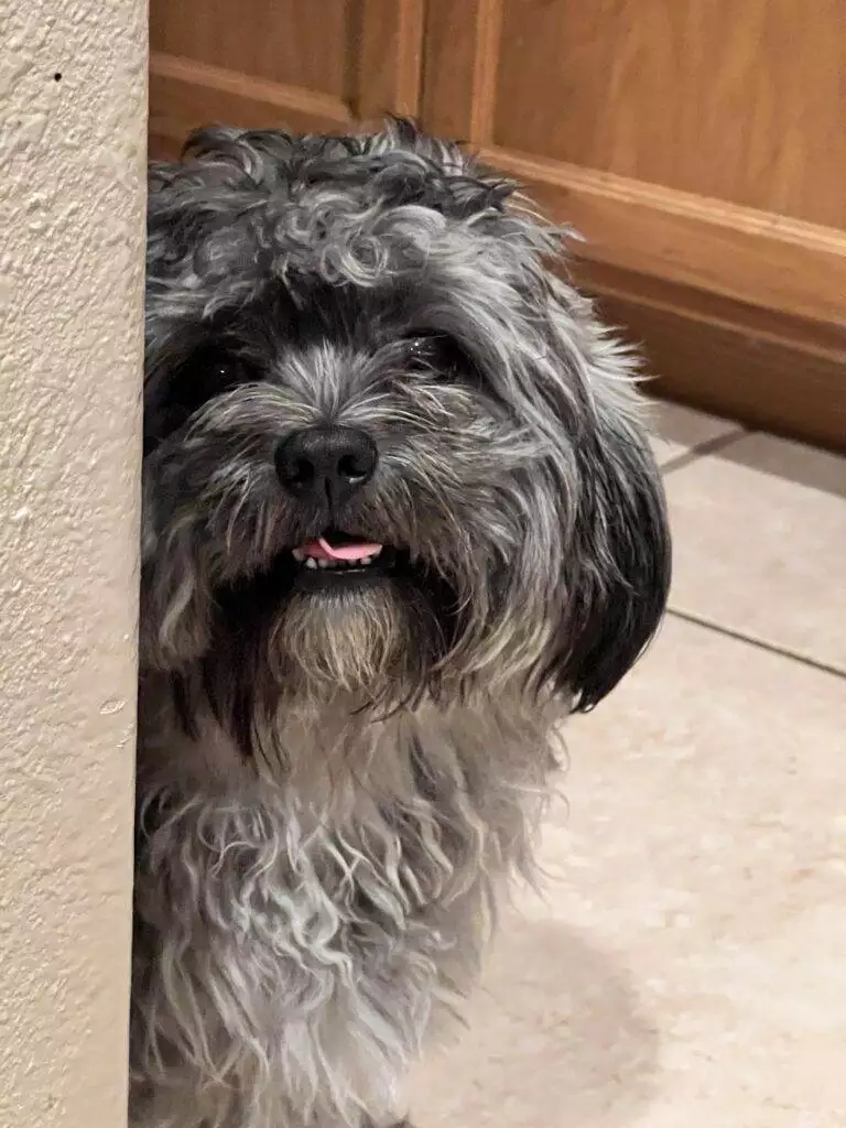 Grey dog, kitchen door.