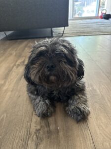 A small, fluffy dog with dark fur lies on a wooden floor, looking towards the camera. In the background, there is a couch and a window with sunlight streaming in. Featured prominently is 