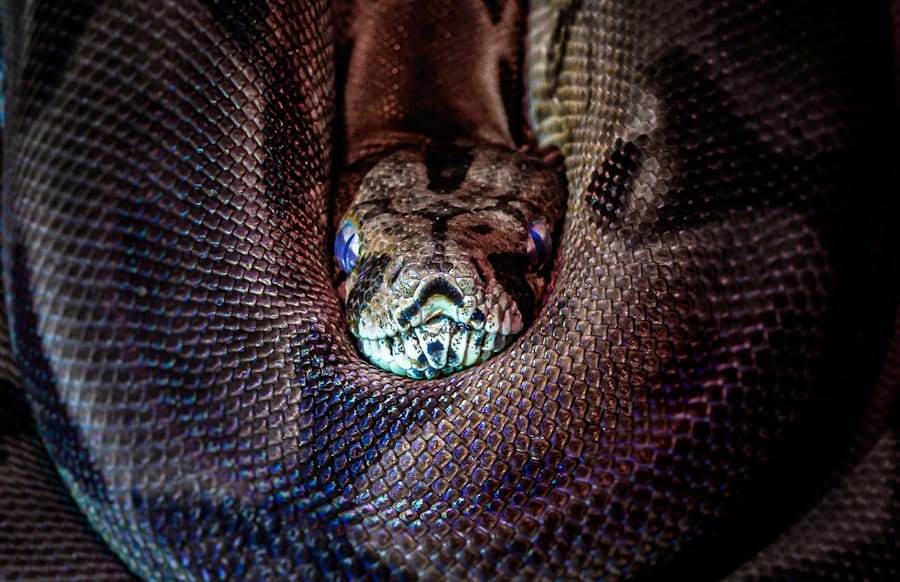 Photo Snake skin